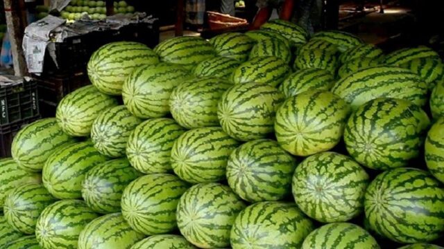 water melon_original_1711692417