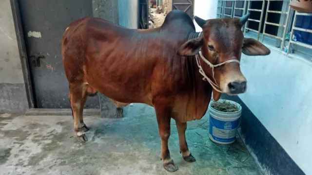 cow-korbani-1718519900