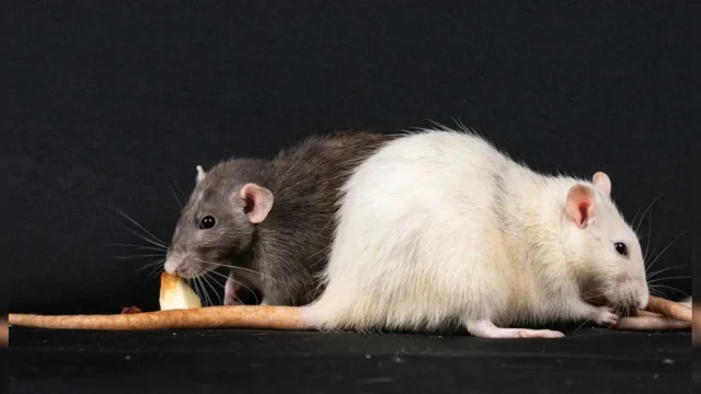 Drug-Addicted-Rats-6791e3b573511