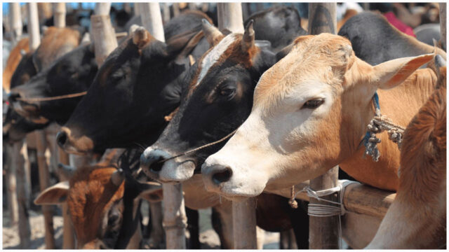 qurbanir-eid-20250404194753